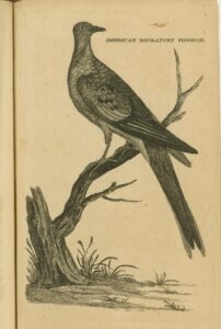 American Migratory Pidgeon