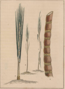 The Four Stages of the Sugar Cane