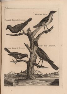 Mocking bird. Purpere Krai of Spreuw. Robin-red-breast. Rode Krai of Spreuw