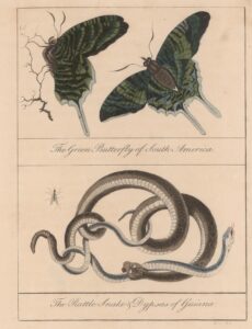 The Green Butteryfly of South America [Top] and The  Rattle Snake & Dypsas of Guiana.
