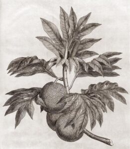 Detailed paper engraving of three breadfruits, the fruit of the breadfruit tree. Also included are the leaves of the fruits themselves. 